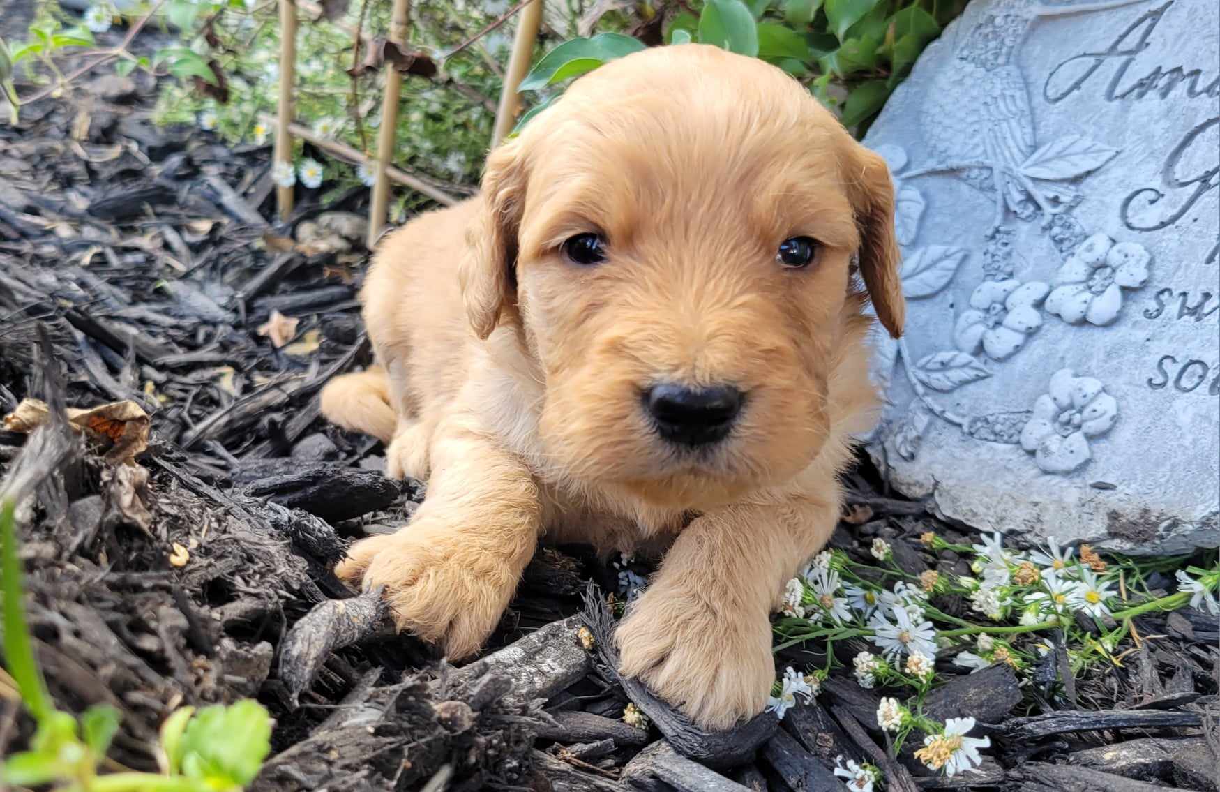 puppy, for, sale, Poodle Standard/Golden Retriever, Lana  Arnall, dog, breeder, Hartville, MO, dog-breeder, puppy-for-sale, forsale, nearby, find, puppyfind, locator, puppylocator, aca